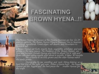  Fascinating Brown Hyena..!! ,[object Object]