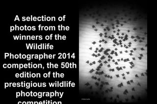 A selection of
photos from the
winners of the
Wildlife
Photographer 2014
competion, the 50th
edition of the
prestigious wildlife
photography
 