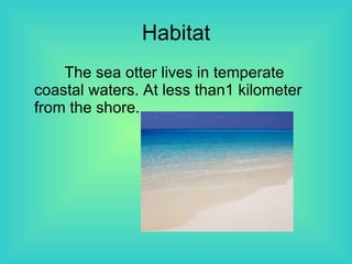 Habitat The sea otter lives in temperate coastal waters. At less than1 kilometer from the shore. 