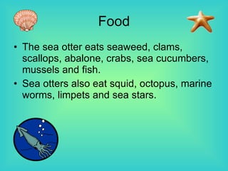 Food The sea otter eats seaweed, clams, scallops, abalone, crabs, sea cucumbers, mussels and fish.  Sea otters also eat squid, octopus, marine worms, limpets and sea stars. 