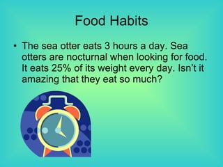 Food Habits The sea otter eats 3 hours a day. Sea otters are nocturnal when looking for food. It eats 25% of its weight every day. Isn’t it amazing that they eat so much? 