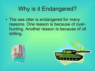 Why is it Endangered? The sea otter is endangered for many reasons. One reason is because of over-hunting. Another reason is because of oil drilling. 