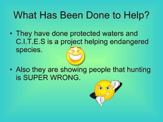 What Has Been Done to Help? They have done protected waters and C.I.T.E.S is a project helping endangered species. Also they are showing people that hunting is SUPER WRONG. 