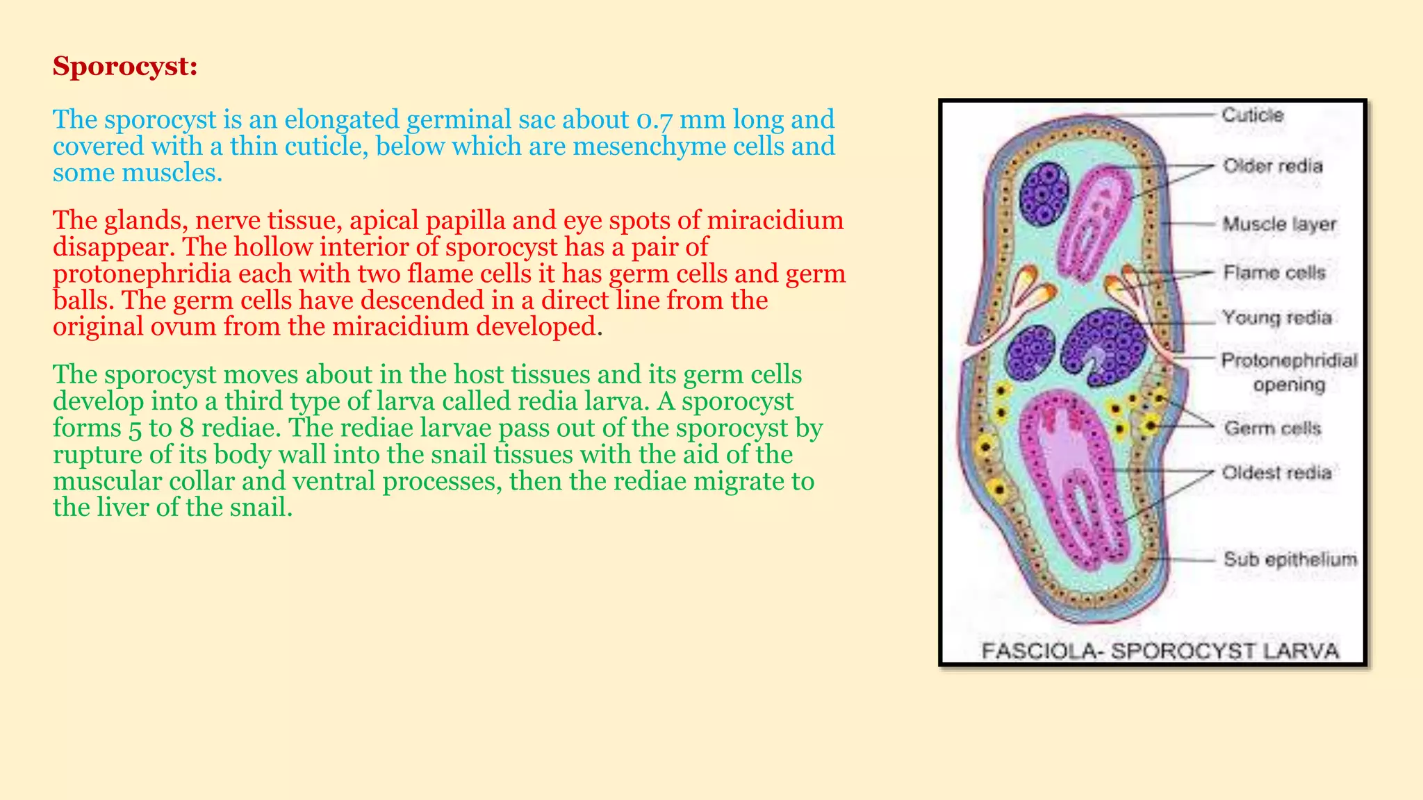 Fasciola hepatic.- complete life cycle, Different larva stages | PPTX