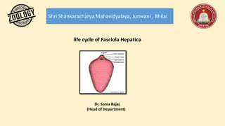 Shri Shankaracharya Mahavidyalaya, Junwani , Bhilai
life cycle of Fasciola Hepatica
Dr. Sonia Bajaj
(Head of Department)
 