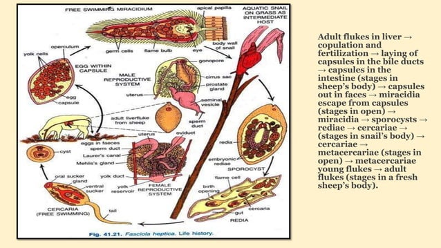 Fasciola hepatic.- complete life cycle, Different larva stages | PPTX