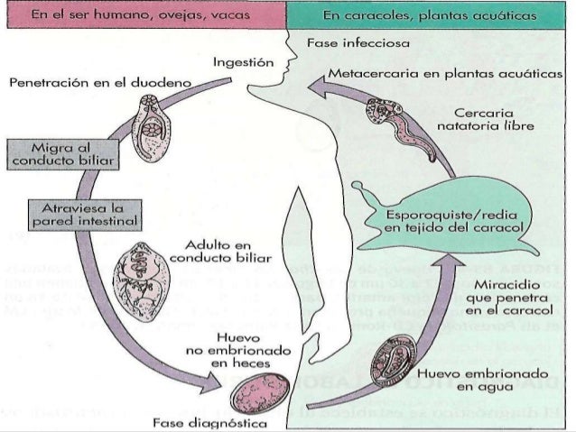 Fasciola hepatica