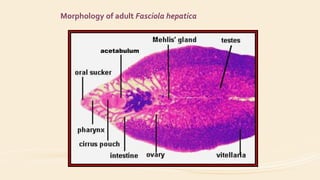 Morphology of adult Fasciola hepatica
acetabulum
 