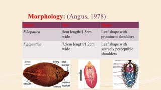 Morphology: (Angus, 1978)
Specie Size Shape
F.hepatica 5cm length/1.5cm
wide
Leaf shape with
prominent shoulders
F.gigantica 7.5cm length/1.2cm
wide
Leaf shape with
scarcely perceptible
shoulders
 