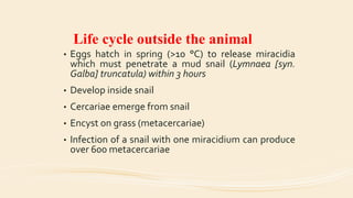 Life cycle outside the animal
• Eggs hatch in spring (>10 °C) to release miracidia
which must penetrate a mud snail (Lymnaea [syn.
Galba] truncatula) within 3 hours
• Develop inside snail
• Cercariae emerge from snail
• Encyst on grass (metacercariae)
• Infection of a snail with one miracidium can produce
over 600 metacercariae
 