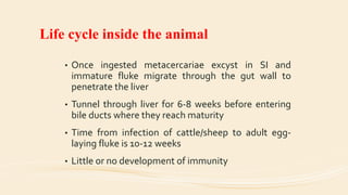 Life cycle inside the animal
• Once ingested metacercariae excyst in SI and
immature fluke migrate through the gut wall to
penetrate the liver
• Tunnel through liver for 6-8 weeks before entering
bile ducts where they reach maturity
• Time from infection of cattle/sheep to adult egg-
laying fluke is 10-12 weeks
• Little or no development of immunity
 