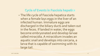 Cycle of Events in Fasciola hepatica
• The life cycle of Fasciola hepatica starts
when a female lays eggs in the liver of an
infected human. Immature eggs are
discharged in the biliary ducts and taken out
in the feces. If landed in water, the eggs
become embryonated and develop larvae
called miracidia. A miracidium invades an
aquatic snail and develops into cercaria, a
larva that is capable of swimming with its
large tail.
DR.T.V.RAO MD 16
 