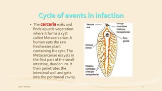 • The cercaria exits and
finds aquatic vegetation
where it forms a cyst
called Metacercariae. A
human eats the raw
freshwater plant
containing the cyst.The
Metacercariae excysts in
the first part of the small
intestine, duodenum. It
then penetrates the
intestinal wall and gets
into the peritoneal cavity.
Cycle of events in infection
DR.T.V.RAO MD 17
 