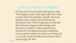 Cycle of events in infection
• It finds the liver and starts eating liver cells.
This happens only a few days after the initial
contact with the parasite. Usually the larva
spends a few weeks just browsing and
eating the liver.Then it relocates to the bile
duct where it begins its final stage and
becomes an adult. It takes about three
months for the Metacercariae to develop
into an adult.Adults are about 3 cm long and
1 cm wide.Adult females can produce up to
25000 eggs per day.
DR.T.V.RAO MD 18
 