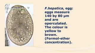 F.hepatica, egg:
eggs measure
140 by 80 µm
and are
operculated.
The colour is
yellow to
brown.
(Formol-ether
concentration).
 