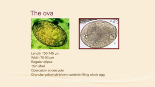 The ova
Length 130-145 µm
Width 70-90 µm
Regular ellipse
Thin shell
Operculum at one pole
Granular yellowish-brown contents filling whole egg
 