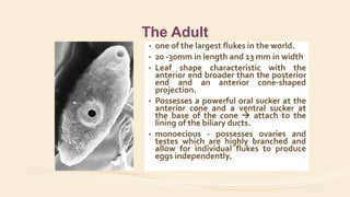 The Adult
• one of the largest flukes in the world.
• 20 -30mm in length and 13 mm in width
• Leaf shape characteristic with the
anterior end broader than the posterior
end and an anterior cone-shaped
projection.
• Possesses a powerful oral sucker at the
anterior cone and a ventral sucker at
the base of the cone  attach to the
lining of the biliary ducts.
• monoecious - possesses ovaries and
testes which are highly branched and
allow for individual flukes to produce
eggs independently.
 