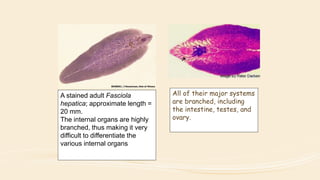 A stained adult Fasciola
hepatica; approximate length =
20 mm.
The internal organs are highly
branched, thus making it very
difficult to differentiate the
various internal organs
All of their major systems
are branched, including
the intestine, testes, and
ovary.
 