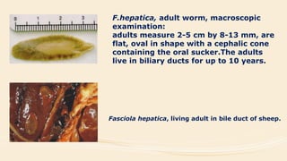 F.hepatica, adult worm, macroscopic
examination:
adults measure 2-5 cm by 8-13 mm, are
flat, oval in shape with a cephalic cone
containing the oral sucker.The adults
live in biliary ducts for up to 10 years.
Fasciola hepatica, living adult in bile duct of sheep.
 