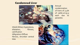 Condemned Liver
Annual
condemnation
of livers of 3-4%
of cattle at $3-5
each due to
parasites.
•Adult-Biliary hyperplasia,
dilatation, fibrosis,
calcification
•Migration-Diffuse
fibrosis, shrunken ventral
lobe
 