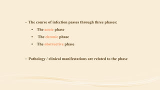 • The course of infection passes through three phases:
• The acute phase
• The chronic phase
• The obstructive phase
• Pathology / clinical manifestations are related to the phase
 