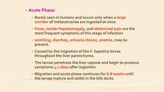 • Acute Phase:
• Rarely seen in humans and occurs only when a large
number of metacercariae are ingested at once.
• Fever, tender hepatomegaly, and abdominal pain are the
most frequent symptoms of this stage of infection
• vomiting, diarrhea, urticaria (hives), anemia, may be
present.
• Caused by the migration of the F. hepatica larvae
throughout the liver parenchyma.
• The larvae penetrate the liver capsule and begin to produce
symptoms 4-7 days after ingestion.
• Migration and acute phase continues for 6-8 weeks until
the larvae mature and settle in the bile ducts.
 