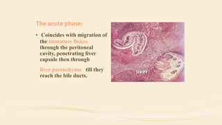 The acute phase:
• Coincides with migration of
the immature flukes
through the peritoneal
cavity, penetrating liver
capsule then through
liver parenchyma till they
reach the bile ducts.
liver
 