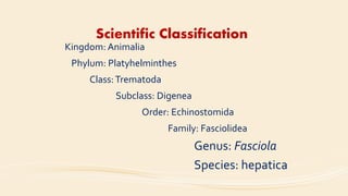 Scientific Classification
Kingdom: Animalia
Phylum: Platyhelminthes
Class:Trematoda
Subclass: Digenea
Order: Echinostomida
Family: Fasciolidea
Genus: Fasciola
Species: hepatica
 