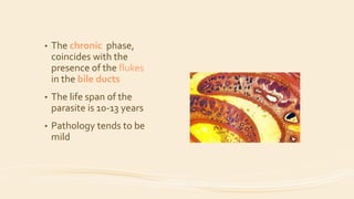 • The chronic phase,
coincides with the
presence of the flukes
in the bile ducts
• The life span of the
parasite is 10-13 years
• Pathology tends to be
mild
 