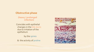 Obstructive phase
(heavy / prolonged
infection)
Coincides with epithelial
changes in the bile ducts
due to irritation of the
epithelium
by the spines
& the activity of proline
 