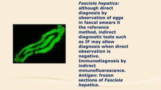 Fasciola hepatica:
although direct
diagnosis by
observation of eggs
in faecal smears it
the reference
method, indirect
diagnostic tests such
as IF may allow
diagnosis when direct
observation is
negative.
Immunodiagnosis by
indirect
mmunofluorescence.
Antigen: frozen
sections of Fasciola
hepatica.
 