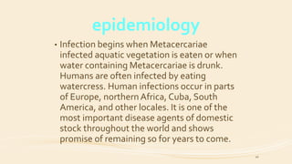 epidemiology
49
• Infection begins when Metacercariae
infected aquatic vegetation is eaten or when
water containing Metacercariae is drunk.
Humans are often infected by eating
watercress. Human infections occur in parts
of Europe, northern Africa, Cuba, South
America, and other locales. It is one of the
most important disease agents of domestic
stock throughout the world and shows
promise of remaining so for years to come.
 