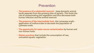 Prevention
• The presence of a substantial reservoir - keep domestic animal
herds separate from the growing sites of aquatic. This limits the
risk of contaminating the vegetation and thus decreases both
human infection and the animal reservoir
• The presence of the intermediate host, the Lymanaea snails -
application of molluscicides to decrease the population of
Lymnaea snails.
• The opportunity for water source contamination by human and
non-human hosts
• Dietary practices that include the consumption of raw,
untreated aquatic vegetation.
 