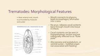 Trematodes: Morphological Features
• Mouth connects to pharynx,
leads to esophagus, bifurcates
into 2 ceca
• No anus: releases cecal contents
back through mouth into tissue
it infects
• Cecal contents can be seen in
histopathologic section and are
colloquially referred to as “fluke
puke”
• Also possess and acetabulum, or
ventral sucker – holdfast organ
not associated with feeding
• Near anterior end, mouth
is surrounded by muscular
oral sucker
 