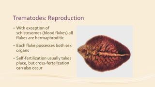 Trematodes: Reproduction
• With exception of
schistosomes (blood flukes) all
flukes are hermaphroditic
• Each fluke possesses both sex
organs
• Self-fertilization usually takes
place, but cross-fertalization
can also occur
 