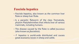 Fasciola hepatica
• Fasciola hepatica, also known as the common liver
fluke or sheep liver fluke.
• Is a parasitic flatworm of the class Trematoda,
phylum Platyhelminthes that infects liver of various
mammals, including humans.
• The disease caused by the fluke is called fascioliasis
(also known as fasciolosis).
• F. hepatica is world-wide distributed and causes
great economic losses in sheep and cattle.
 