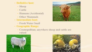 • Definitive host:
• Sheep
• Cattle
• Humans (Accidental)
• Other Mammals
• Intermediate host:
• Fresh Water Snail
• Geographic Range:
• Cosmopolitan; anywhere sheep and cattle are
raised
 