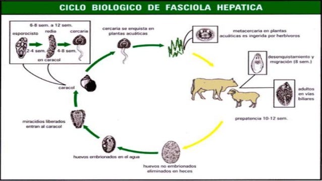 Fasciola hepatica
