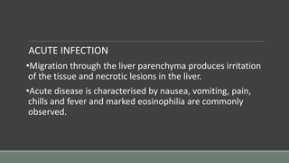 ACUTE INFECTION
•Migration through the liver parenchyma produces irritation
of the tissue and necrotic lesions in the liver.
•Acute disease is characterised by nausea, vomiting, pain,
chills and fever and marked eosinophilia are commonly
observed.
 