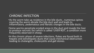 CHRONIC INFECTION
•As the worm take up residence in the bile ducts , numerous spines
covering the worm abrade the bile duct wall and leads to
inflammatory ,oedematous and fibrotic changes in the bile ducts.
•Some worms penetrate eroded areas in the duct and invade the liver
to produce necrotic foci which is called ‘LIVER ROT’, a condition more
frequently observed in sheep.
•In the chronic phase of severe infections, flukes are found both in
hepatic and extrahepatic ducts that cause mechanical obstruction
leading to cholangitis, cholecystits and gall stones.
 