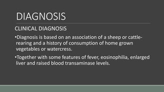 DIAGNOSIS
CLINICAL DIAGNOSIS
•Diagnosis is based on an association of a sheep or cattle-
rearing and a history of consumption of home grown
vegetables or watercress.
•Together with some features of fever, eosinophilia, enlarged
liver and raised blood transaminase levels.
 