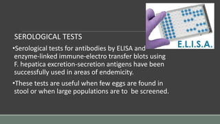 SEROLOGICAL TESTS
•Serological tests for antibodies by ELISA and
enzyme-linked immune-electro transfer blots using
F. hepatica excretion-secretion antigens have been
successfully used in areas of endemicity.
•These tests are useful when few eggs are found in
stool or when large populations are to be screened.
 