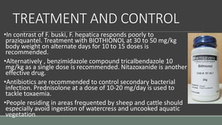 TREATMENT AND CONTROL
•In contrast of F. buski, F. hepatica responds poorly to
praziquantel. Treatment with BIOTHIONOL at 30 to 50 mg/kg
body weight on alternate days for 10 to 15 doses is
recommended.
•Alternatively , benzimidazole compound tricalbendazole 10
mg/kg as a single dose is recommended. Nitazoxanide is another
effective drug.
•Antibiotics are recommended to control secondary bacterial
infection. Prednisolone at a dose of 10-20 mg/day is used to
tackle toxaemia.
•People residing in areas frequented by sheep and cattle should
especially avoid ingestion of watercress and uncooked aquatic
vegetation.
 