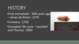 HISTORY
•First trematode – 600 years ago
– Jehan de Briein -1379
•Linnaeus -1758
•Complete life cycle – Leuckart
and Thomas -1883
 