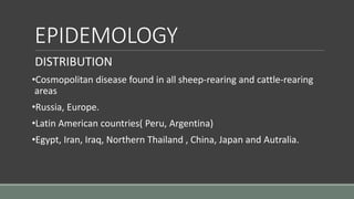 EPIDEMOLOGY
DISTRIBUTION
•Cosmopolitan disease found in all sheep-rearing and cattle-rearing
areas
•Russia, Europe.
•Latin American countries( Peru, Argentina)
•Egypt, Iran, Iraq, Northern Thailand , China, Japan and Autralia.
 