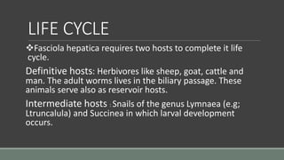 LIFE CYCLE
Fasciola hepatica requires two hosts to complete it life
cycle.
Definitive hosts: Herbivores like sheep, goat, cattle and
man. The adult worms lives in the biliary passage. These
animals serve also as reservoir hosts.
Intermediate hosts : Snails of the genus Lymnaea (e.g;
Ltruncalula) and Succinea in which larval development
occurs.
 
