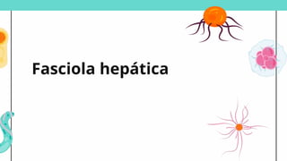 Fasciola hepática
 