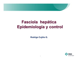 Fasciola hepática
Epidemiología y control

      Rodrigo Cujiño G.




               1
 