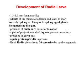 Fasciola hepatica life cycle.ppt