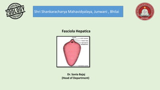 Shri Shankaracharya Mahavidyalaya, Junwani , Bhilai
Fasciola Hepatica
Dr. Sonia Bajaj
(Head of Department)
 